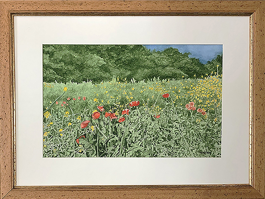 A Poppy Field