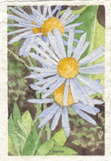 Daisies