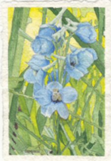 Delphinium