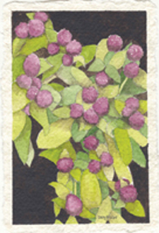 Globe Amaranth