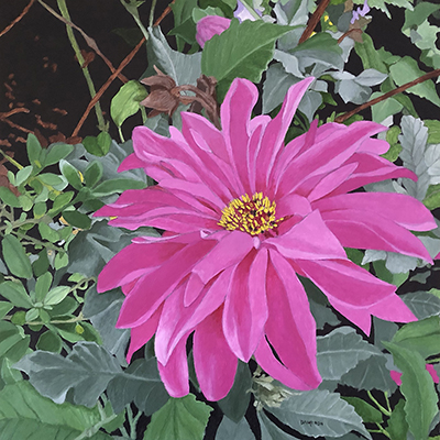 Pink Dahlia